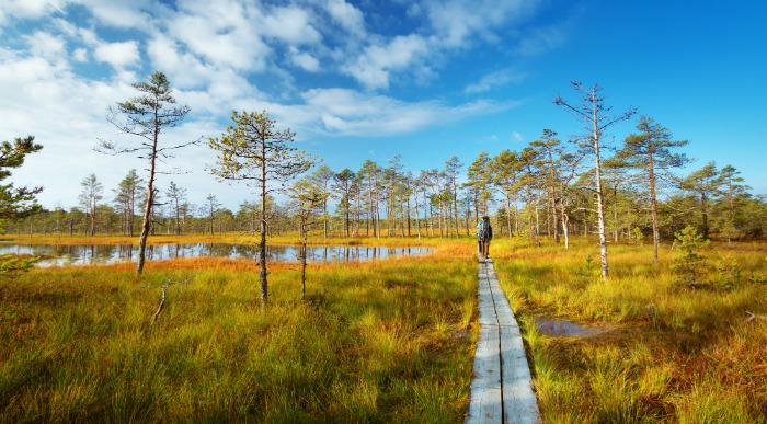 V jesenske barve obarvana pokrajina parka Lahemaa je idealna za sprehod po leseni potki.