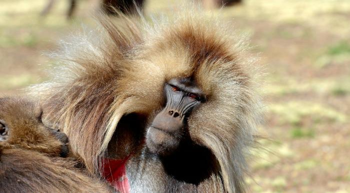 Kosmati pavijan z mladičem v divjini Etiopije.