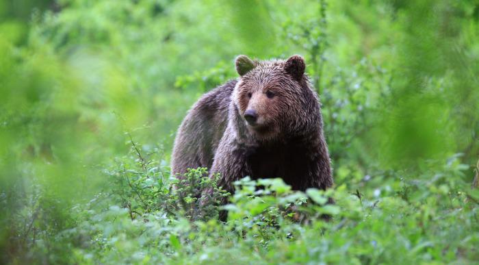 F001783-20_medved_4141_orig_jpg-photo-m