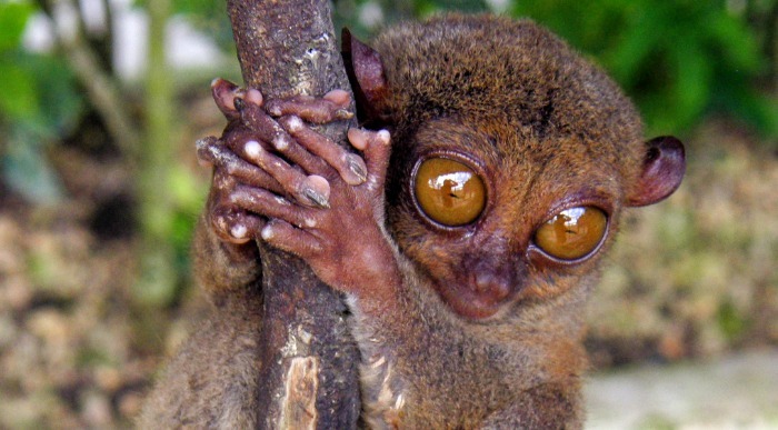 Filipinski Tarzij iz otoka Bohol.JPG