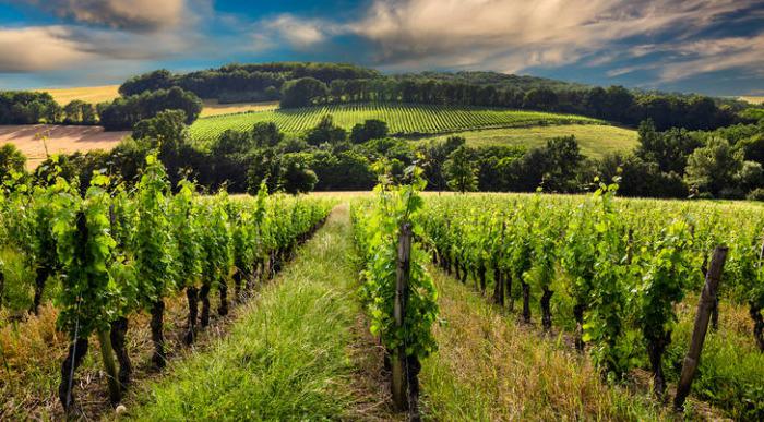 Lično urejeni nasadi vinske trte na francoskem podeželju. 