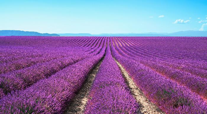 g1_provansa_sivka polja