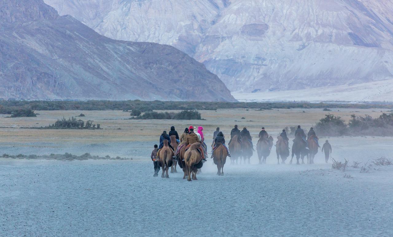 Karavana kamel skozi indijsko divjino.