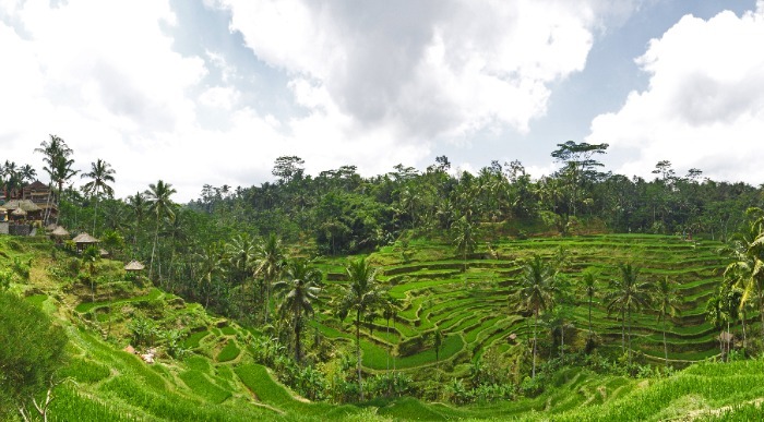 Indonezija Bali riževa polja