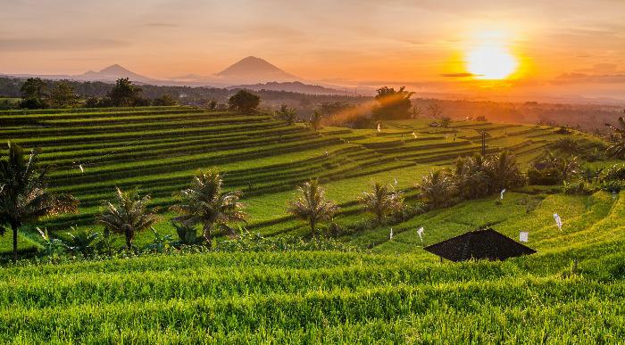 Sončni zahod na riževem polju na Baliju.