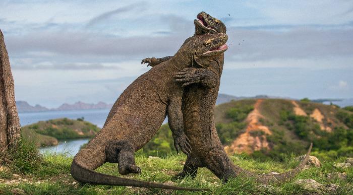Komodoski varani na otoku Flores prikazujejo svojo moč in veličino.