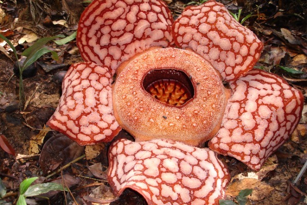 Rdeči cvet največje rože na svetu.