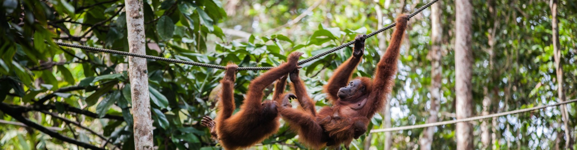 Indonezija – Divja Sumatra in prvinski Siberut