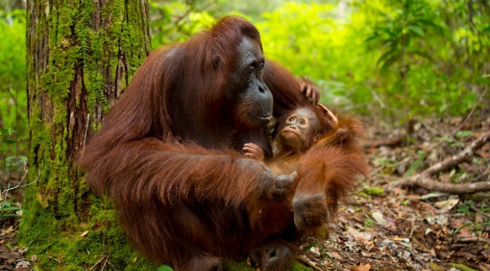 Indonezija Sumatra orangutana