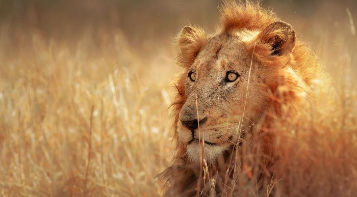 Kralj živali vedno na preži.