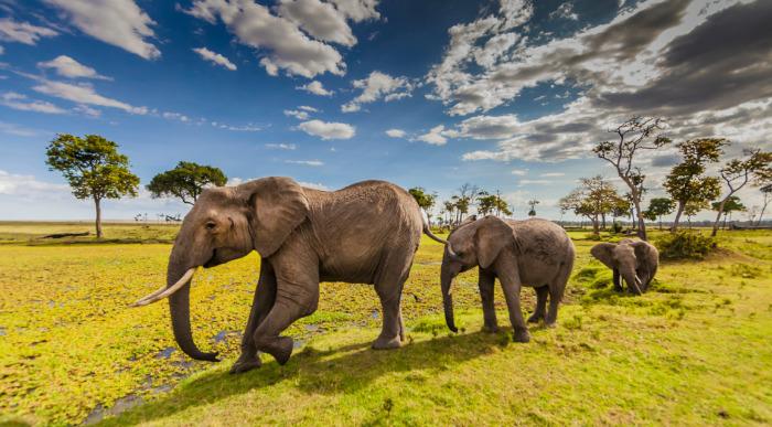 Kenija-Maasai Mara-slonja družina1