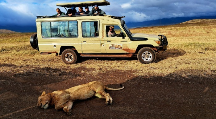 Utrujena levinja spi na makadamski cesti ob kateri se pelje džip s turisti.