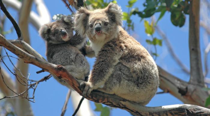 Simpatični koali predstavnici Avstralije počivata na drevesu.