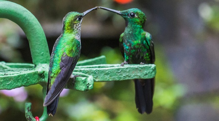 Kostarika, kolibirji