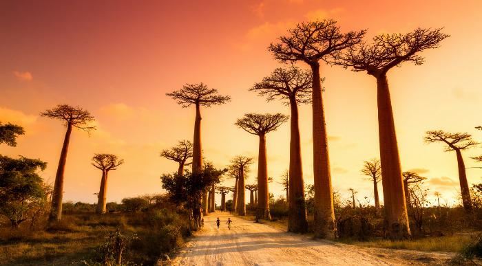 Madagaskar-Avenija baobabov2