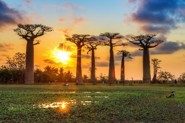Impozantna drevesa baobab na Madagaskarju.