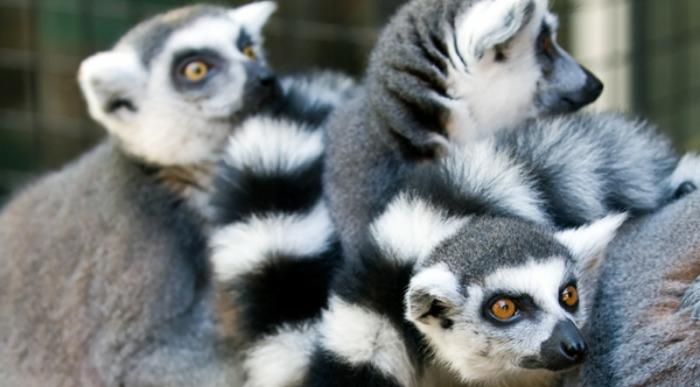 Madagaskar-lemurji-makiji