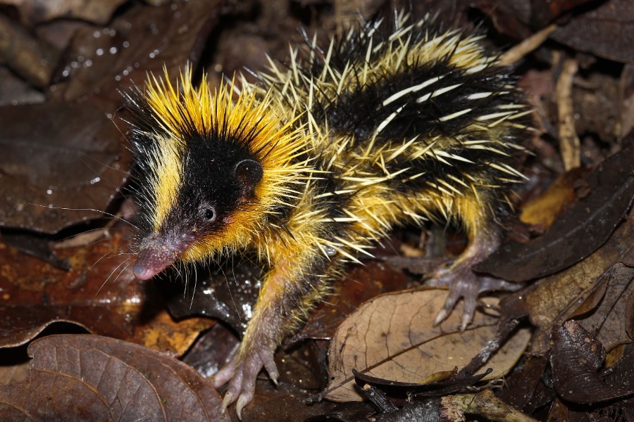 Mali in simpatični, črno rumeni tenrec na Madagaskarju.