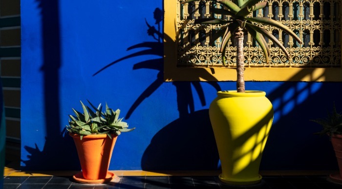 Pisane lončnice ob značilni maroški modrini v znanem vrtu Majorelle v Marakešu