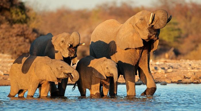 Namibija-nacionalni park Etosha-sloni