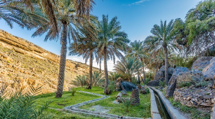 Oman-Misfat Al Abriyyin - nasadi palm