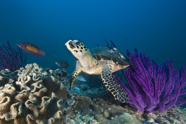 Ogrožena morska želva plava med koralami.