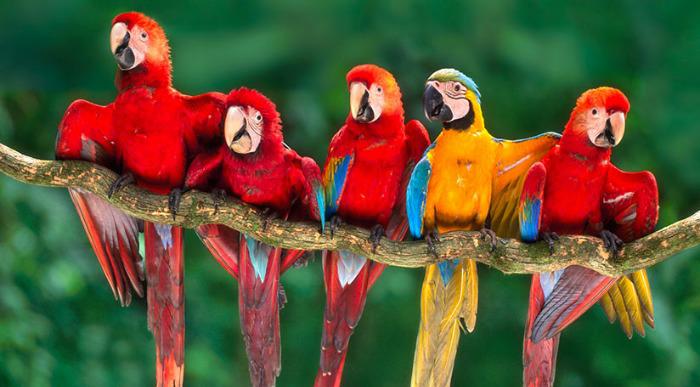 Peru-Tambopata-national-reserve-macaws