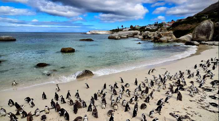 pingvini2, boulders beach
