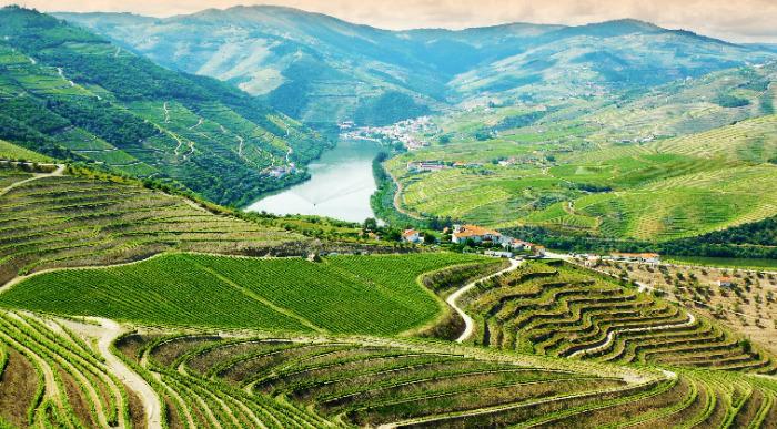 Urejene vinske trte v dolini Duro na Portugalskem.       