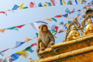 Nepal - Katmandu - opica