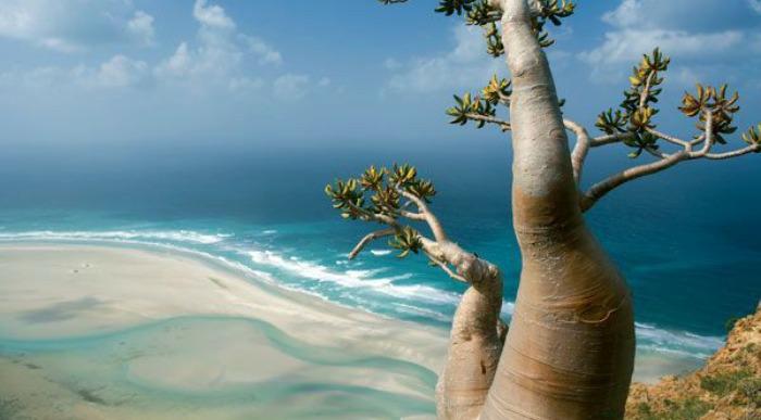 socotra-island