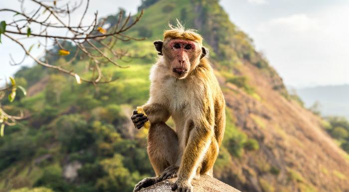 Živahna opica v divjini na Šrilanki.