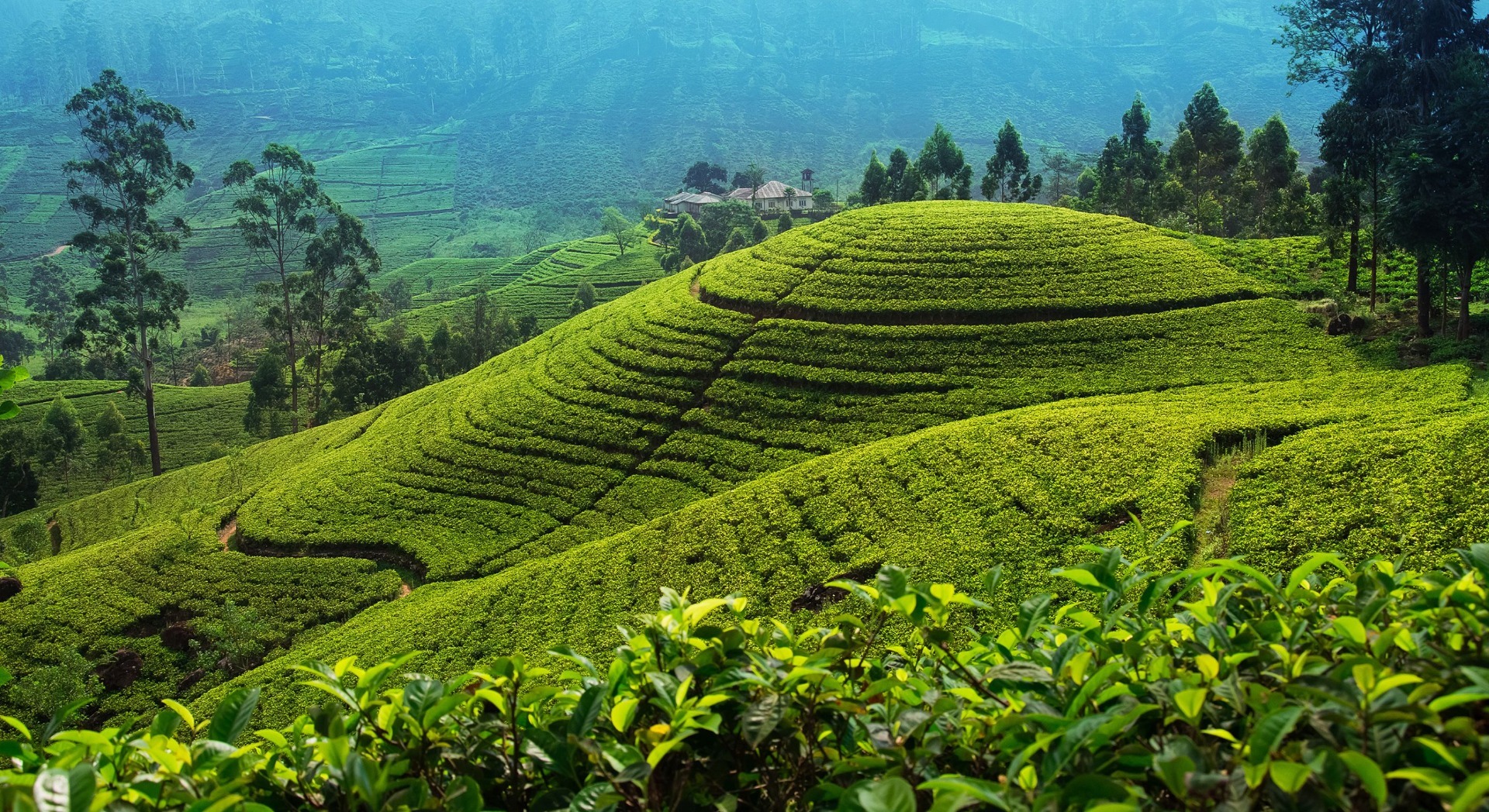 Prostrane plantaže čaja na Šrilanki. 