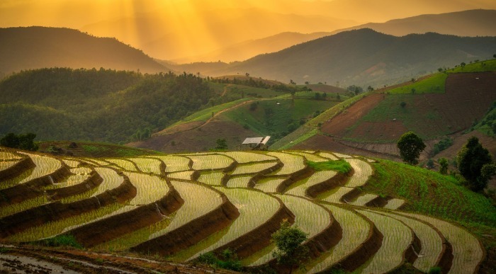 Tajska - riževa polja - Chiang Mai
