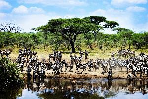 Tanzanija – Zebre_20394562 Tanzanija – Zebre