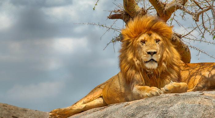 Mogočni lev z bujno grivo počiva v senci drevesa. 