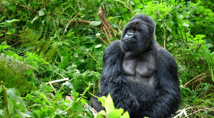 uganda gorila