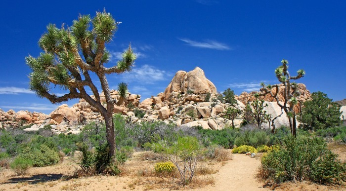 Zda- dolina smrti - joshua tree1