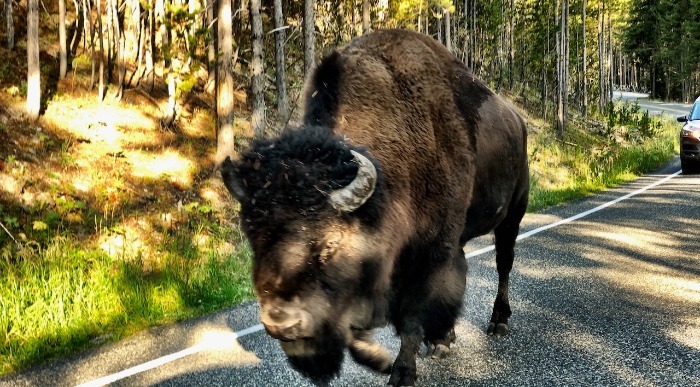 Gromozanski ameriški bizon ustavil promet na cesti. 