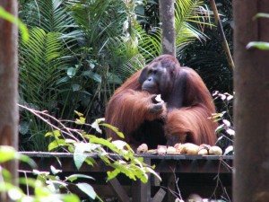 Onkraj monsunskih vetrov