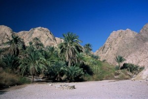 Od faraonov do beduinov