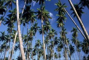 Palme