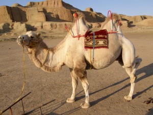 pozerska kamela na dnu jezera