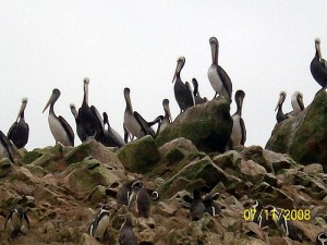Prebivalci otočja Ballestas
