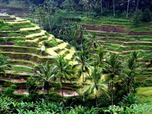 Od_Floresa_do_Balija3