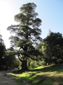 Maroski_kalejdoskop_maroska_cedra