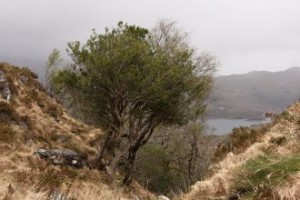 Irska pokrajina-pogled v dolino Irska pokrajina-pogled v dolino