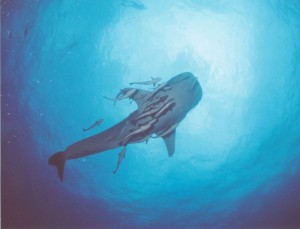 Whale-Shark-East-Wind-01