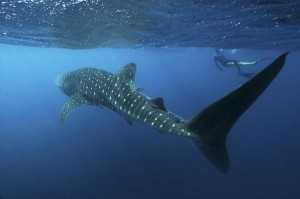 Whale-shark-001