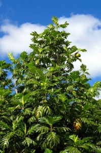 SRILANKA-Drevo kruhovec